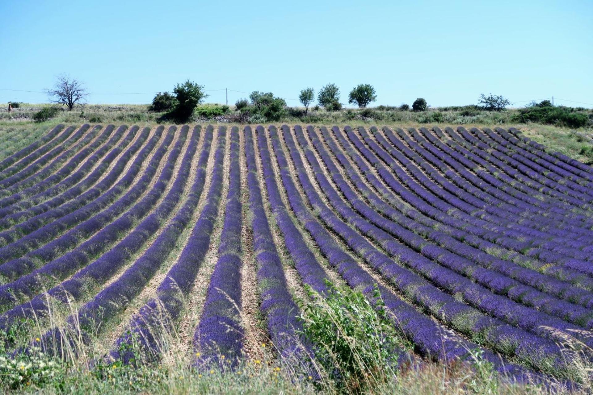 La Terrasse D'Olea, Au Coeur Du Village บุยส์-เลส์-บาโรนนีส์ ภายนอก รูปภาพ