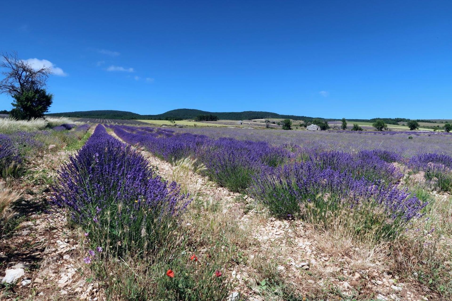 La Terrasse D'Olea, Au Coeur Du Village บุยส์-เลส์-บาโรนนีส์ ภายนอก รูปภาพ
